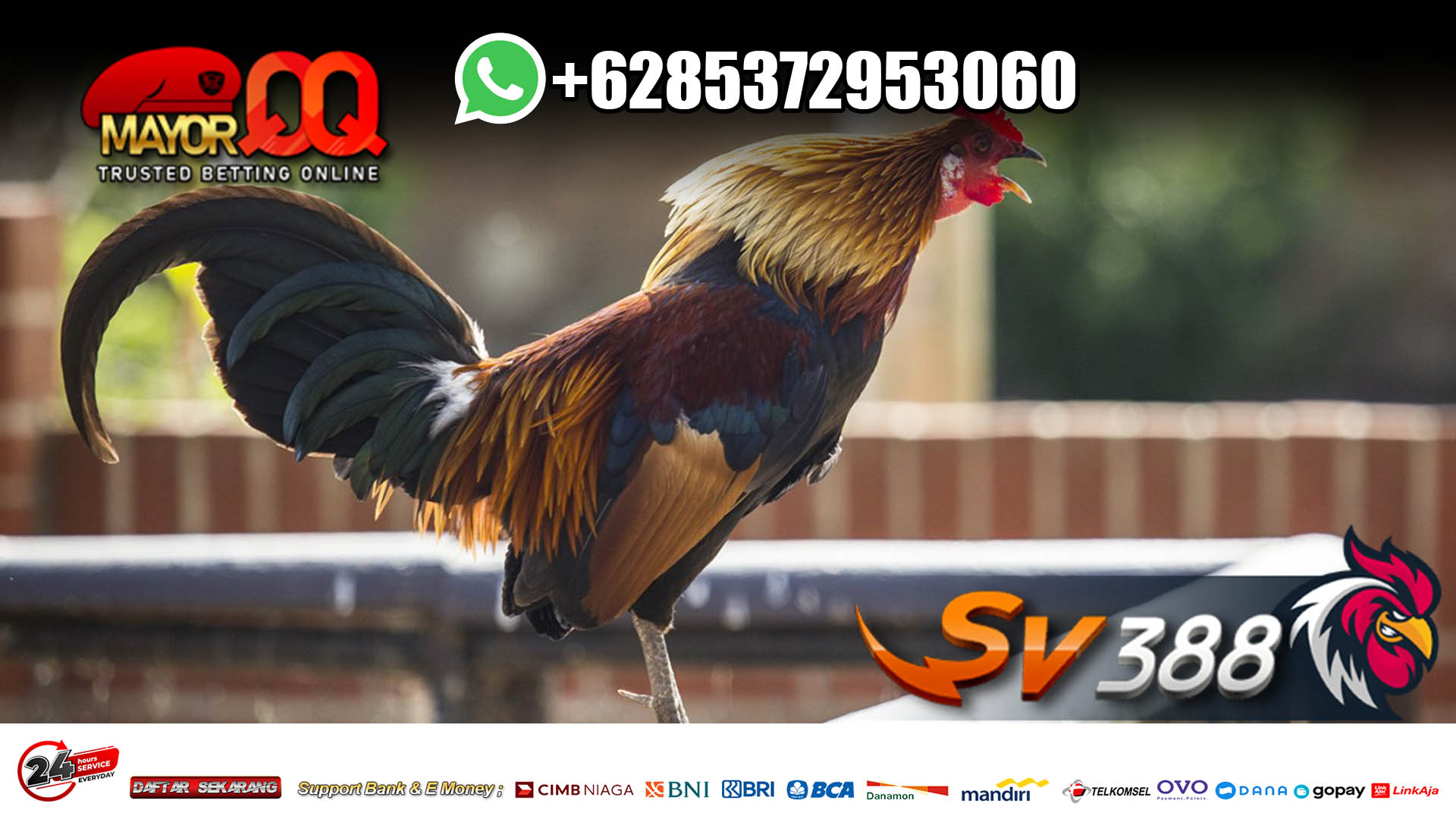 Situs Sabung Ayam Online S128, S1288 dan Judi Ayam SV388