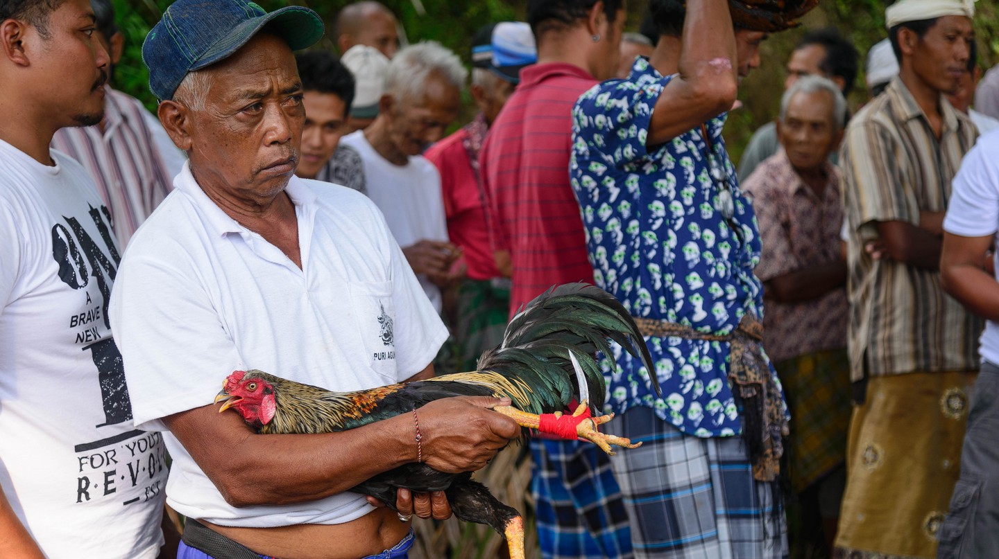 Bagaimana Sabung Ayam Masih Signifikan Secara Sosial di Bali